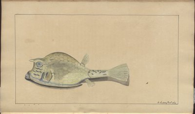 Lindsay DrawingsVol。 VII、25 作： John Lindsay