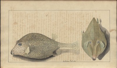 Lindsay DrawingsVol。 VII、26 作： John Lindsay