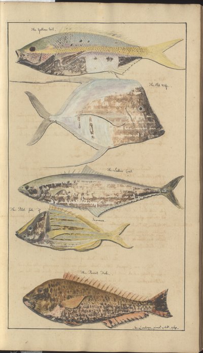 Lindsay DrawingsVol。 VII、2 作： John Lindsay