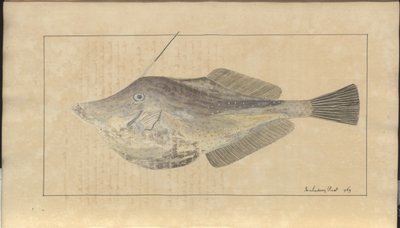 Lindsay DrawingsVol。 VII、7 作： John Lindsay