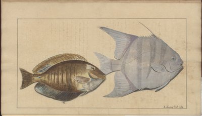 Lindsay DrawingsVol。 VII、8 作： John Lindsay