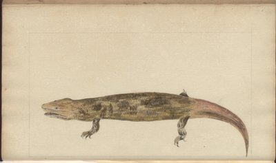 Lindsay DrawingsVol。私達 作： John Lindsay