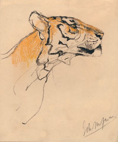 タイガーの頭、c1910 作： John Macallan Swan