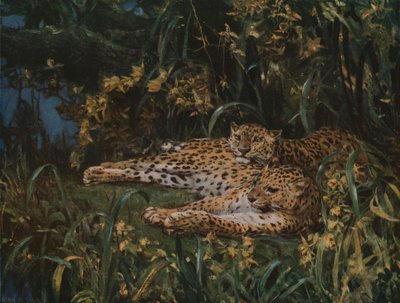 19世紀後半から20世紀初頭にかけてのインディアンヒョウ、c1930。 作： John Macallan Swan