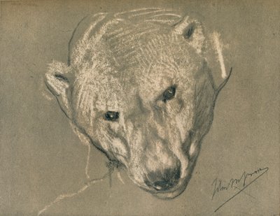シロクマの頭の研究、c1901 作： John Macallan Swan