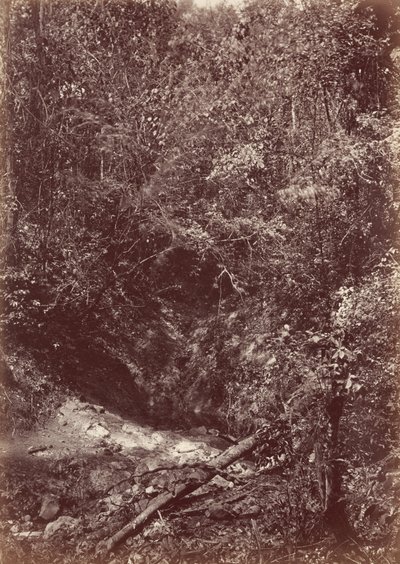 ダリエン探検隊、1871年（写真） 作： ジョン・モラン
