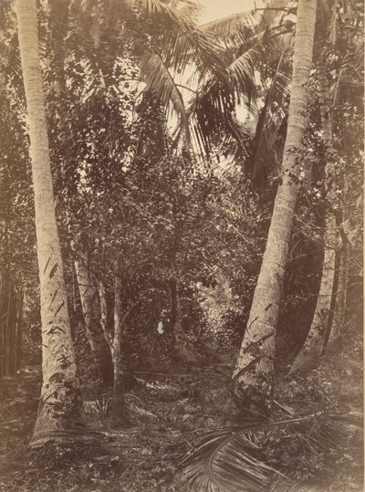 熱帯の風景、ターボの近くの森、1871年 作： John Moran