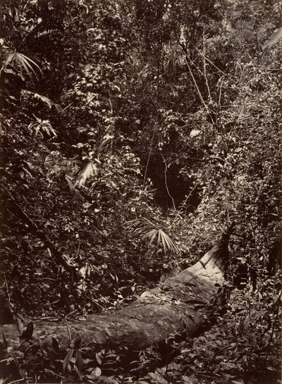 熱帯の風景」「熱帯の森」1871年。 作： John Moran