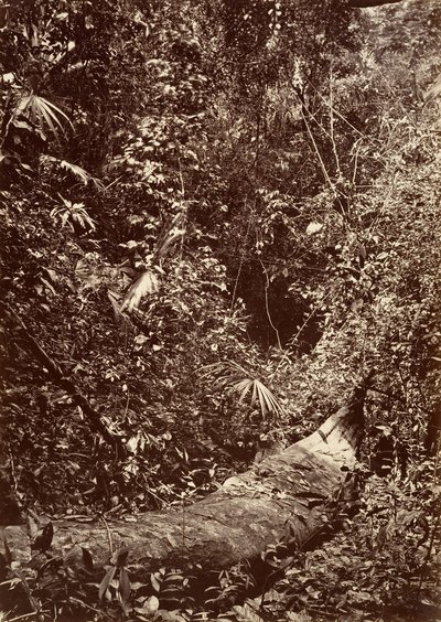 熱帯の風景」「熱帯の森」1871年。 作： John Moran