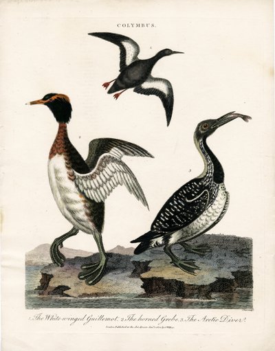 コリムブス属の北極海鳥たち 作： John Pass