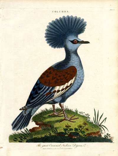 インド鳩 作： John Pass
