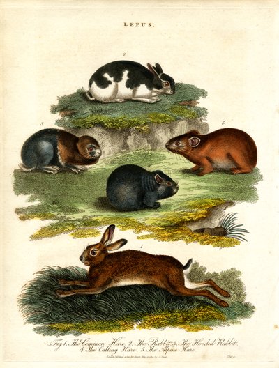Lepus - ウサギとげっ歯類 作： John Pass