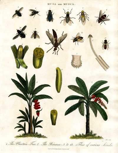 ムサとムスカ - バナナの植物と様々なハエの種類 作： John Pass