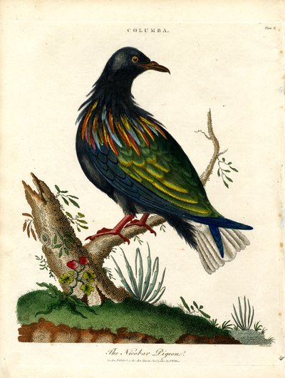 ニコバル鳩 作： John Pass