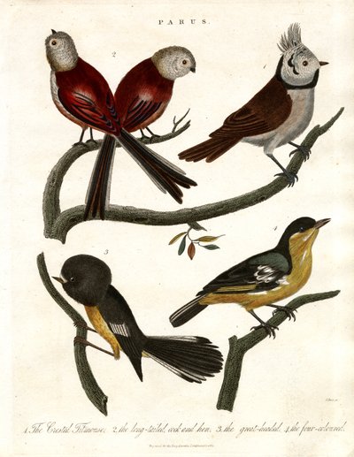 Parus: シジュウカラとセキレイ 作： John Pass