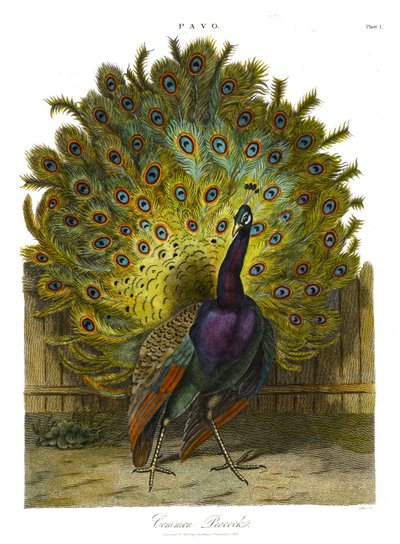 Pavo: コモン・ピーコック 作： John Pass