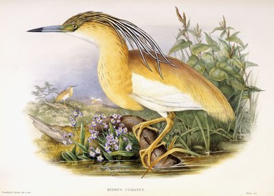 Buphus Comatus、1862～3年頃（手彩色のリトグラフ版） 作： John and Richter Henry Constantine Gould