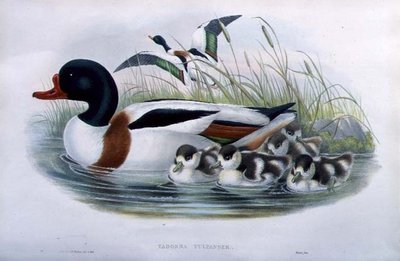 シェルドレイク（Tadorna Vulpanser）（手彩色リトグラフ版） 作： John and Richter Henry Constantine (after) Gould