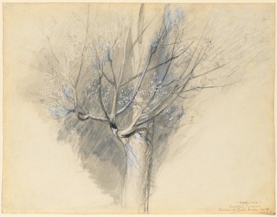 出芽シカモア、c。 1876年。 作： John Ruskin