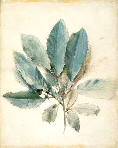 栗の葉（白い紙にペン、インク、水彩） 作： John Ruskin