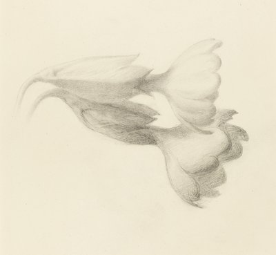 カウスリップ・ベル 1871年頃（黒鉛・織紙 作： John Ruskin