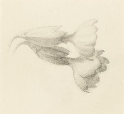 カウスリップ・ベル、おそらく1871年。 作： John Ruskin