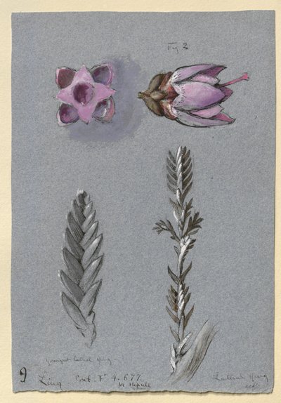 リンに関する 4 つの研究、おそらく 1869 年 9 月 14 日 作： John Ruskin
