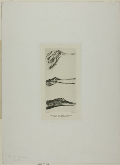 ノコギリガモの頭と2匹のワニ 作： John Ruskin
