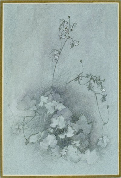 ツタの葉のあるトアドフラックス「オックスフォード・アイビー」、1852年 作： John Ruskin