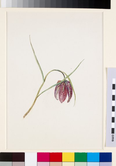 1871年6月以前のヘビの分断 作： John Ruskin