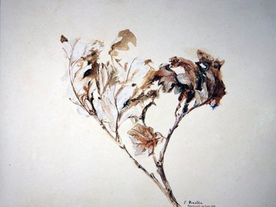 樫の葉の研究 作： John Ruskin