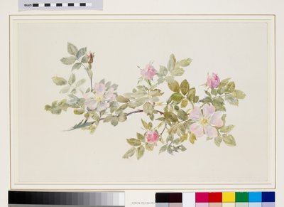 野バラの習作 （グラファイトに水彩、ボディカラー、織物紙） 作： John Ruskin