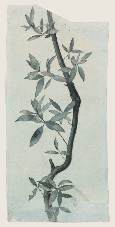 柳の葉の習作 1857年頃（紙に鉛筆と水彩） 作： John Ruskin