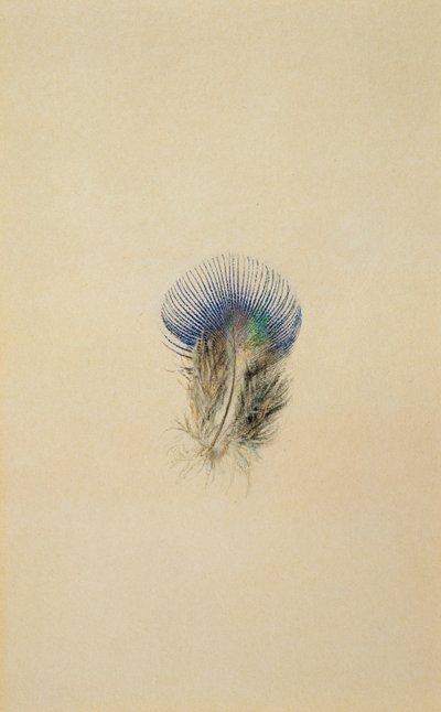 孔雀の羽の研究、1873 作： John Ruskin