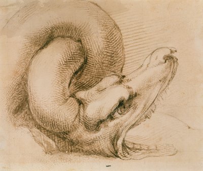 ミケランジェロの後のドラゴンヘッドの研究（紙にインク） 作： John Ruskin