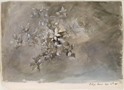 葉っぱの研究 作： John Ruskin