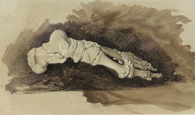 女性の人間の足の骨（紙にwcと体色の鉛筆） 作： John Ruskin