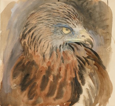 The Head of a Kite, from Life, 1870 年 8 月 30 日 - 9 月 1 日。 作： John Ruskin