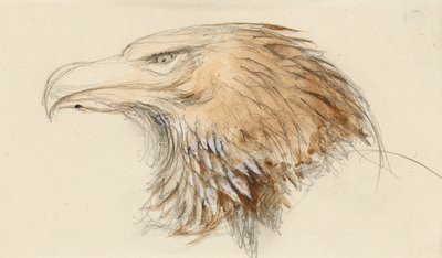 一般的なイヌワシの頭、人生から、1870年9月8日～11日（水彩、ボディカラー、グラファイト、織紙 作： John Ruskin