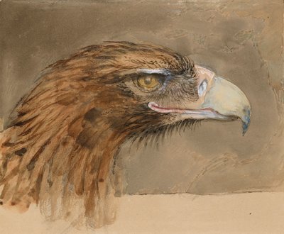 一般的なイヌワシの頭、1870 年 9 月 8 ～ 11 日の Life より。 作： John Ruskin