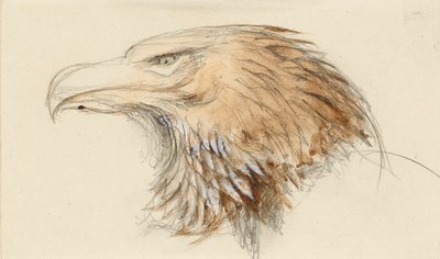 一般的なイヌワシの頭、1870 年 9 月 8 ～ 11 日の Life より。 作： John Ruskin