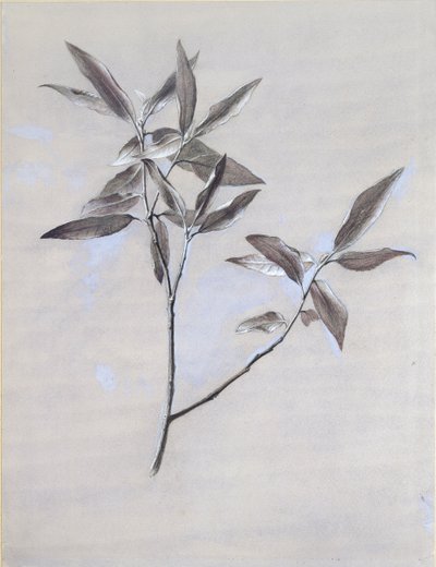 1878年以降にヴェローナで採取された乾燥したオリーブのしぶきの下面 作： John Ruskin
