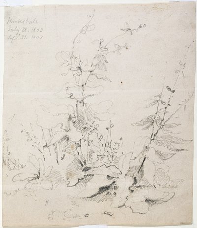 雑草の研究、カークストール 作： John Sell Cotman