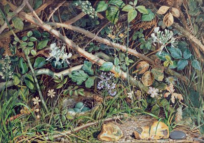 ブランブルズ、ハニーサックル、下草の間の鳥の巣、1858 作： John Sherrin