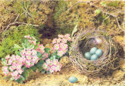 鳥の巣と花（紙にトイレと体の色） 作： John Sherrin