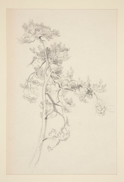 木と葉 作： John Singer Sargent