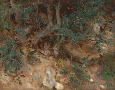 野生のオリーブの木の根、バルデモサ、マヨルカ島 作： John Singer Sargent