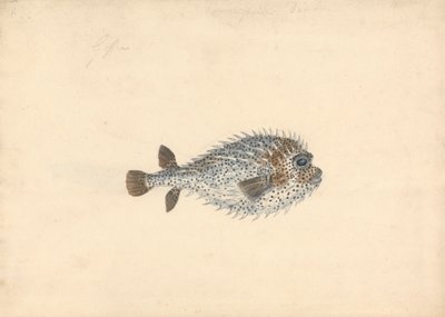 ヤマアラシ 作： John Smart