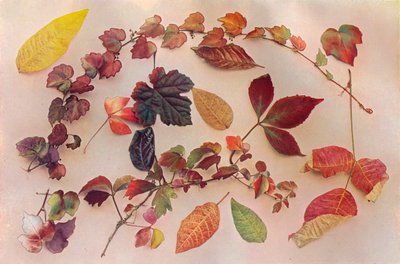 秋の色合い、c1903 作： John Swain and Son
