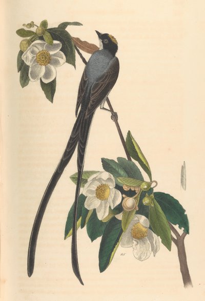 フォークテール・フライキャッチャー（Gordonia lasianthus）、1840-44年。 作： John T. Bowen